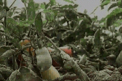 VIDEOS SWF GIF PREVENCION  CAMPO 00